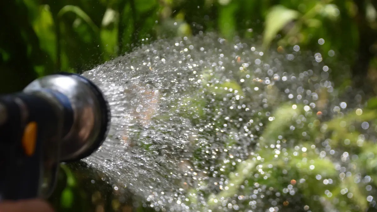 Água com ferrugem faz mal para plantas