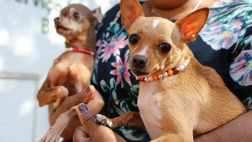DF amplia vacinação antirrábica de pets até agosto