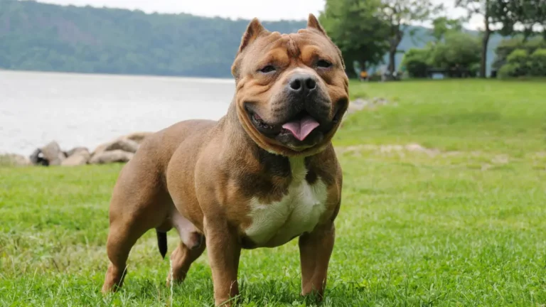 Cachorro semelhante ao Pitbull