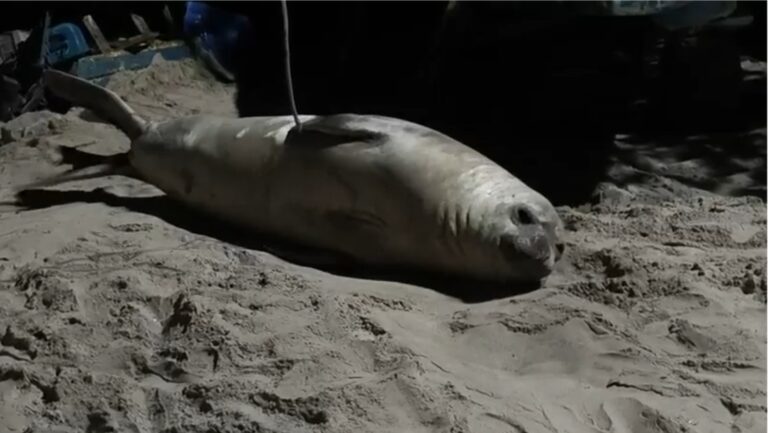 elefante marinho descansa em praia de s o sebasti 1775129762 1