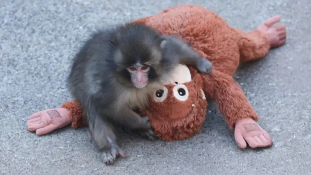 Macaco famoso da internet, Punch, celebra 1 ano de vida