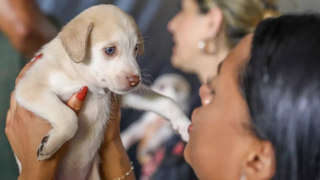 DF abre 1.800 vagas para castração gratuita de cães e gatos