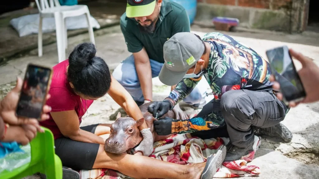 Colômbia resgata filhote de hipopótamo de Escobar